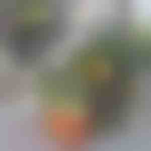 Организаторска кутија за фрижидер | FRESHDISH