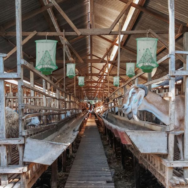 INSECTA Safe Solution