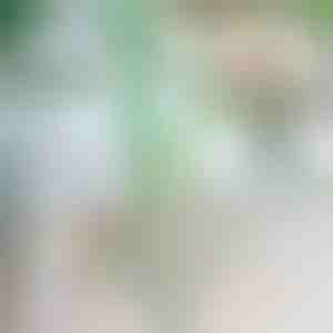 Стап за Поддршка на Растенија | ROOTZI