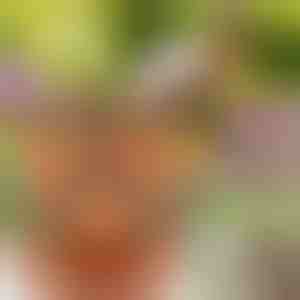 Сложливи саксии за цвеќиња (3 парчиња) | PLANTUP