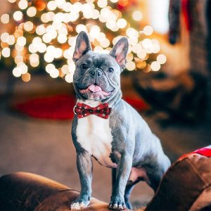 Огрлица за кучиња со снежен кристал | DOGICOLLAR